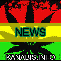 cannabis news po Polsku