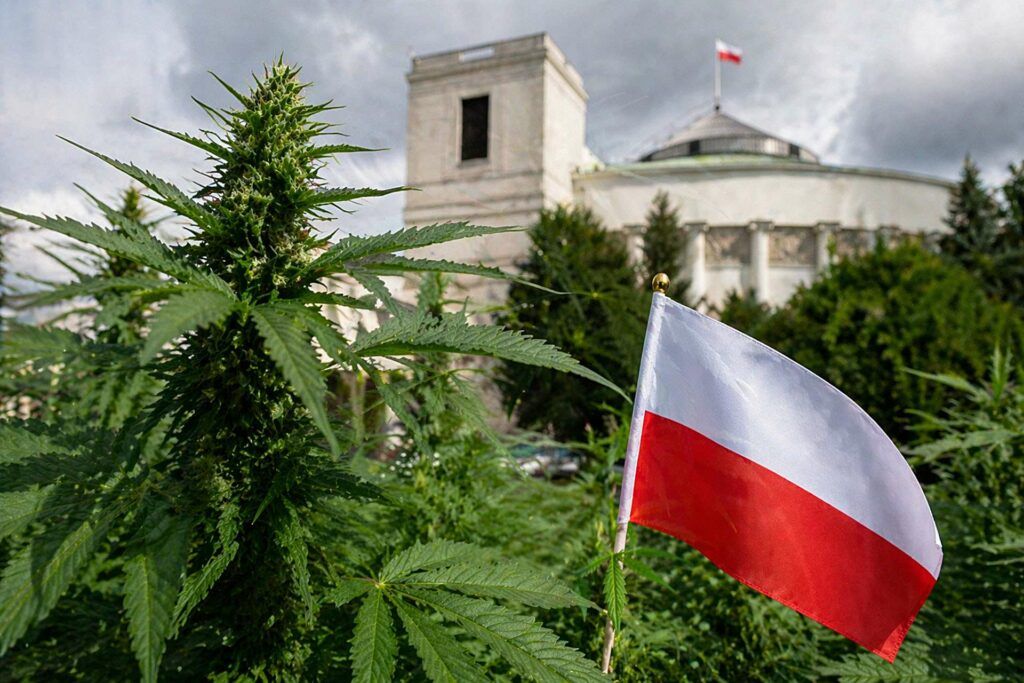 kierunek polityki narkotykowej w Polsce