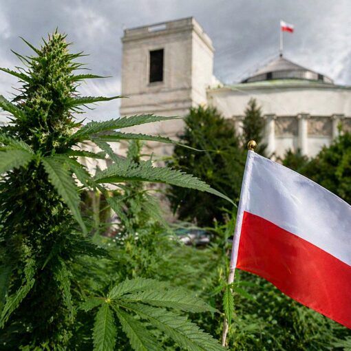 Kierunek polityki narkotykowej w polsce